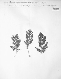 Puccinia discoidearum image